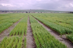 1. Ecija en marzo