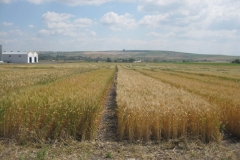 10. Bandas de promocin en mayo