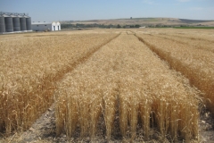 13. Jerezano