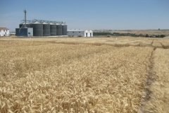 14. Banda de Antequera