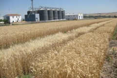 15. Antequera y silos