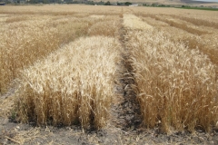 16. Cebada y tritordeo