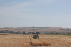 17. Cosecha ensayos