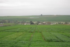 2. Ensayos en estado de ahijado