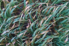 3. Enfermedades en cebada