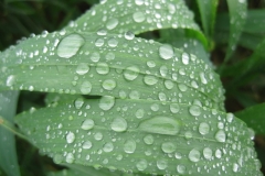 5. Roco en Don Ricardo