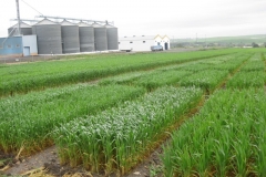 7. Ensayos en encaado