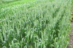 8. Espigado en triticale