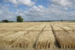 11. Ensayos de trigo maduro