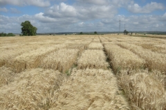 12. Ensayos trigo duro