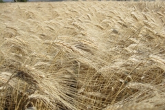 14. Espigas de DON JOSE