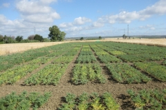 15. Ensayos de garbanzos