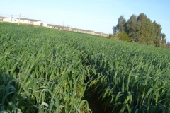 4. Ensayo de dosi de abonado en Escacena