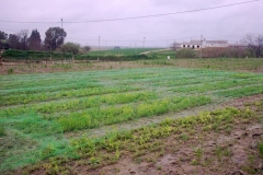 6. Guisantes en marzo