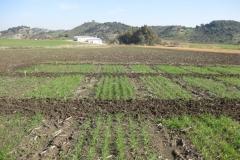 3. ensayo en febrero