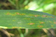 5. helminthosporium tritici-repentis