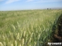 CIMMYT
