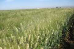1. campo de trigo duro madurando