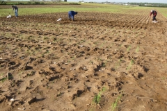 1. siembra del vivero de syngenta