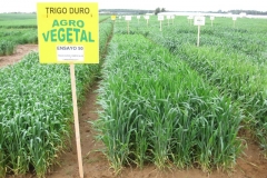 13. ensayo 50 trigo duro