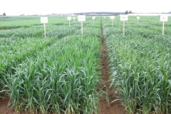 14. ensayos trigo duro