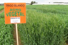 17. ensayo harineros