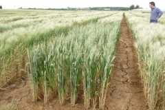 28. trigo duro mocho