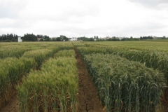 29. ensayos triticale