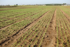 3. ensayos naciendo en enero