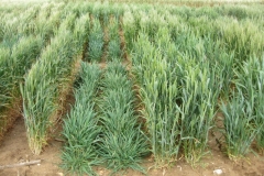 31. vivero ii