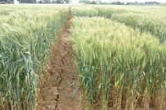 33. trebujena en ensayos