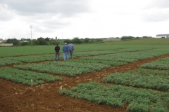 35. ensayo garbanzos