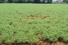 39. fusarium garbanzo