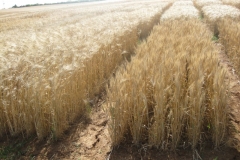 41. don sebastian y jb1