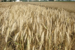 42. espigas de trujillo