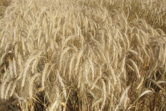 43. espigas de imperioso