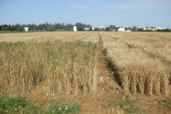 45. trigos duros antiguos