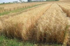 46. banda de trigo duro don sebastion