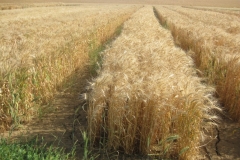 47. bandas de trigo blando