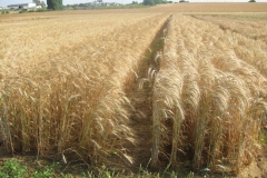 48. bandas de triticale