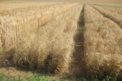 49, bandas de cebada