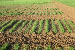 5. vivero en febrero