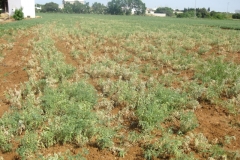 50. produccion de garbanzo con fusariosis