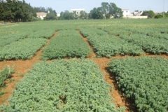 51. ensayos de garbanzo resistentes a fusariosis