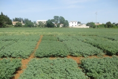 52. garbanzos en floracion