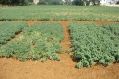 53. variedad susceptible a fusarium