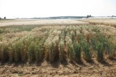 54. vivero de seleccion trigo harinero