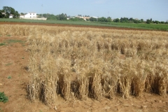 55. vivero seleccion trigo duro