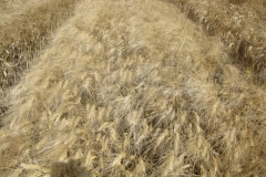 56. trigo duro maduro