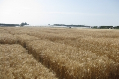 57. ensayos trigo harinero